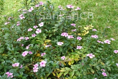 Catharanthus roseus